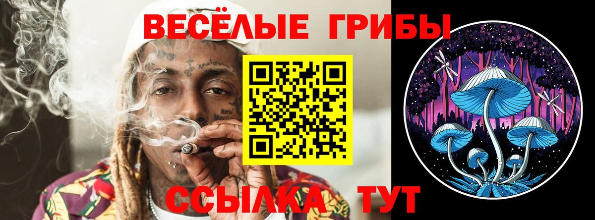 Псилоцибиновые грибы Psilocybe Новочеркасск